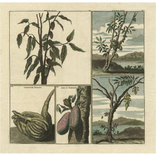 Cornelis de Bruijn, Fruits from Asia Cocoa, Soursop Belimbing, Chinese Lemon, 1711, Print For Sale