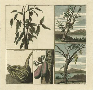 Cornelis de Bruijn, Fruits from Asia Cocoa, Soursop Belimbing, Chinese Lemon, 1711, Print