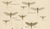 Paper Entomological Lithographs from Die Geradflügler, Germany, 1908, Set of 2 For Sale - Image 7 of 12