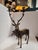 This mid Century Stag is solid brass with a beauties bow wreath collar that you can remove if you like. He is a perfect...
