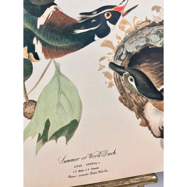 American 1964 Audubon Folio Lithograph Great Bird Paintings – “Summer or Wood Duck” 17x14 For Sale - Image 3 of 5