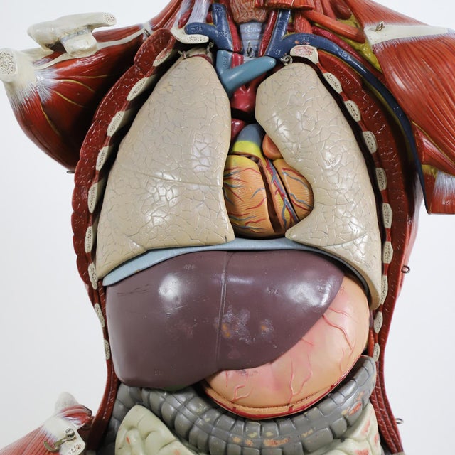 Anatomical Medical Teaching Display, circa 1960 For Sale - Image 12 of 18