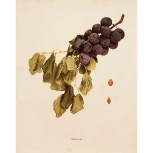 1900s U. P. Hedrick, Original Antique Photogravure of Freestone Plums