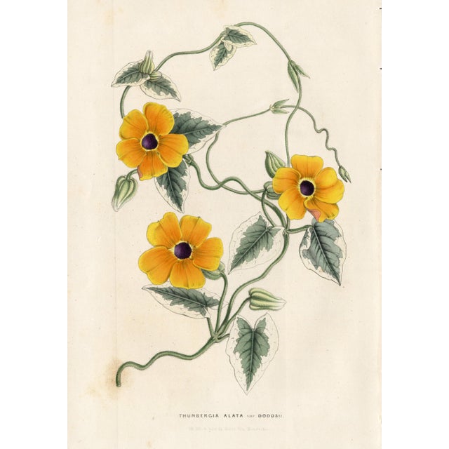 14 Van Houtte Botanicals! Hand Color c.1853 Set A For Sale - Image 11 of 15