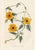 14 Van Houtte Botanicals! Hand Color c.1853 Set A For Sale - Image 11 of 15