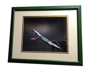 Framed Praying Mantis Photograph
