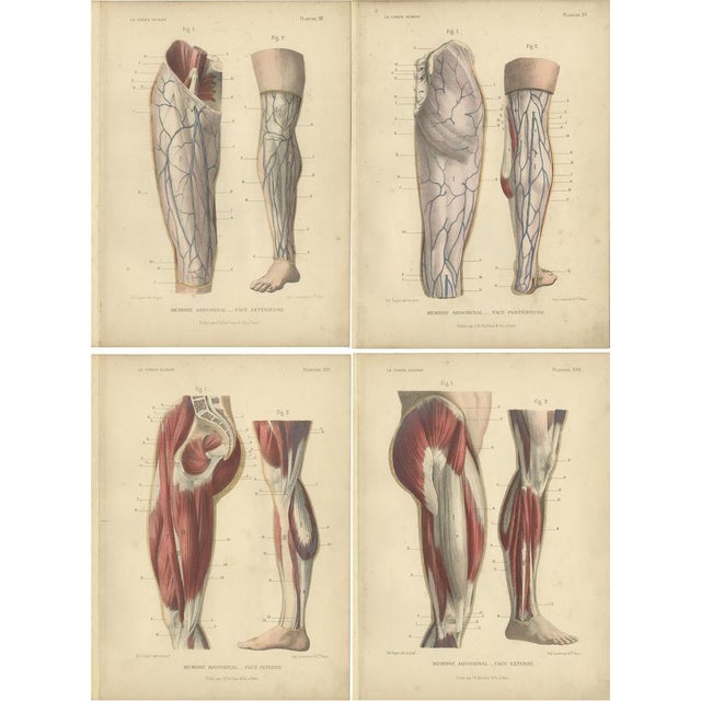 Kuhff, Illustrations of Human Legs, 1879, Prints, Set of 4 For Sale - Image 6 of 6
