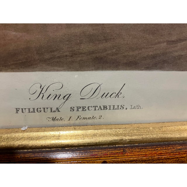 Mid 19th Century Mid 19th Century Second Edition John James Audubon Print King Duck, Plate CCLXXVI For Sale - Image 5 of 12
