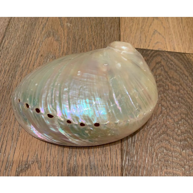 Mid 20th Century Abalone Shell For Sale - Image 4 of 6