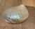 Mid 20th Century Abalone Shell For Sale - Image 4 of 6