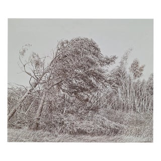 Elzbieta Siegoczynska, Pine Trees, 2025, Ink on Paper For Sale