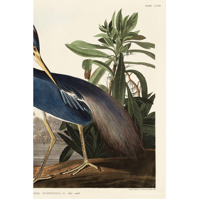 John James Audubon Louisiana Heron by John James Audubon, Vintage Art Print Reproduction, 20" × 16" For Sale - Image 4 of 5