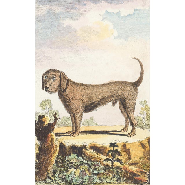 This charming hand-colored 1758 engraving is one of the oldest available prints of a dog. Taken from the 10th volume...