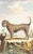 This charming hand-colored 1758 engraving is one of the oldest available prints of a dog. Taken from the 10th volume...