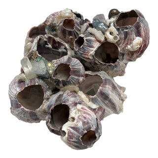 Sculptural Seaside Barnacle Cluster Decor Accent For Sale