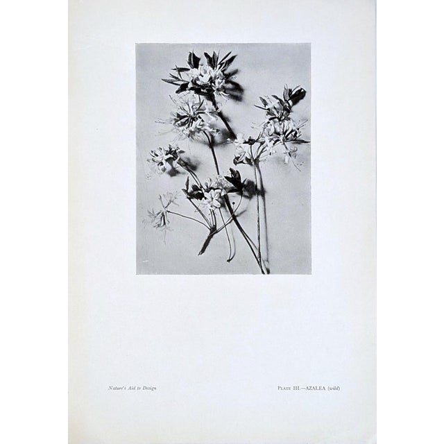 Set of 12 Antique Botanical Photogravure Plates From the First Edition of Nature's Aid to Design (1907) For Sale - Image 11 of 13
