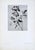 Set of 12 Antique Botanical Photogravure Plates From the First Edition of Nature's Aid to Design (1907) For Sale - Image 11 of 13