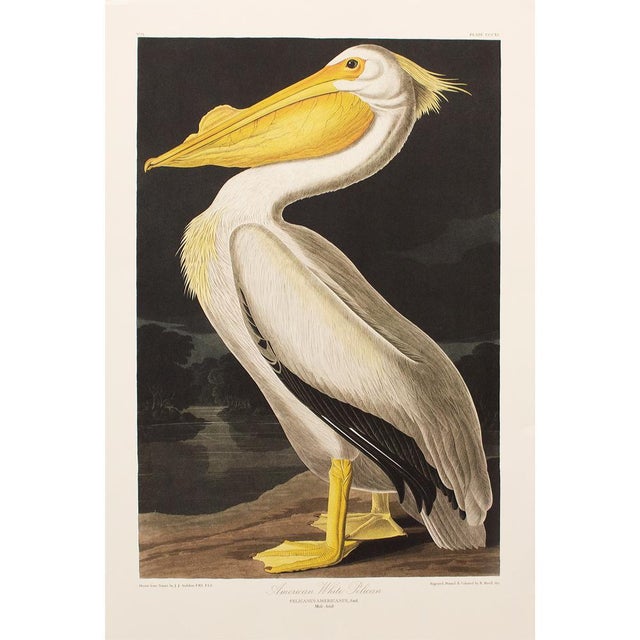 1990s American White Pelican After Audubon, Large American Classical Print For Sale - Image 11 of 11