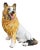 Italian Ceramic Hand Painted Collie Dog Figurine Sculpture 17.5 Tall For Sale