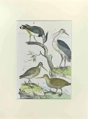 Johann Friedrich Naumann, Woodcock, Etching, 1840