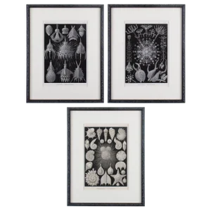 Late 19th Century Antique Haeckel’s Marine Plankton Framed Lithographs - Set of 3
