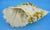 Antique Shell-Shaped Porcelain Centrepiece from C.G Schierholz & Sohn Manufactory of Plaue, Germany, 1800s For Sale - Image 12 of 18