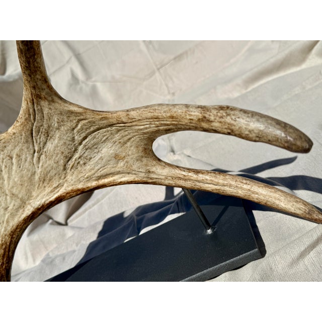 Bone Side Mounted Moose Antler/Paddle 1 For Sale - Image 7 of 9