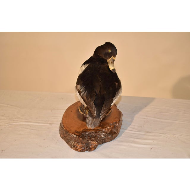 Wood Canvasback Duck Mounted on Live Edge Wood For Sale - Image 7 of 7