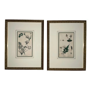 Antique Custom Framed Botanical Engravings - a Pair For Sale