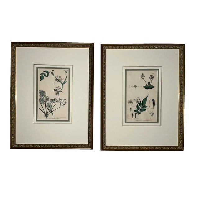 Antique Custom Framed Botanical Engravings - a Pair For Sale