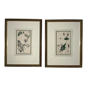 Antique Custom Framed Botanical Engravings - a Pair