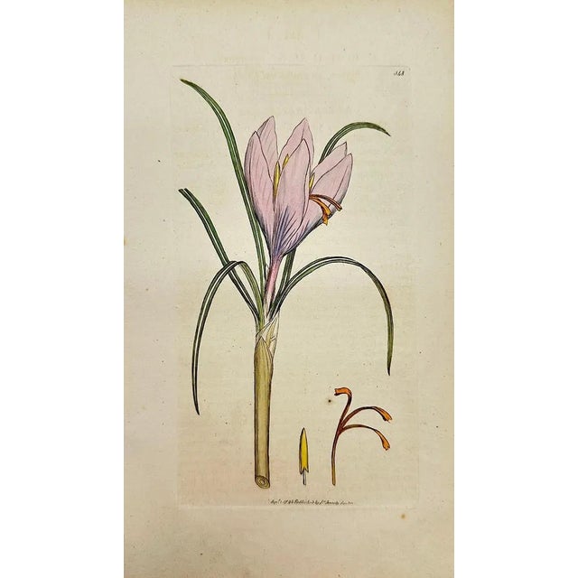 Early 19th Century Early 19th Century James Sowerby – Set of 6 Botanical and Natural History Prints – Aquilegia Vulgaris For Sale - Image 5 of 7