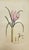 Early 19th Century Early 19th Century James Sowerby – Set of 6 Botanical and Natural History Prints – Aquilegia Vulgaris For Sale - Image 5 of 7