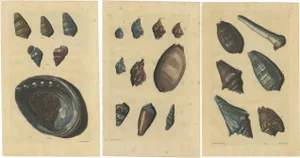 François Valentyn, Sea Shells and Molluscs, 1726, Set of 3
