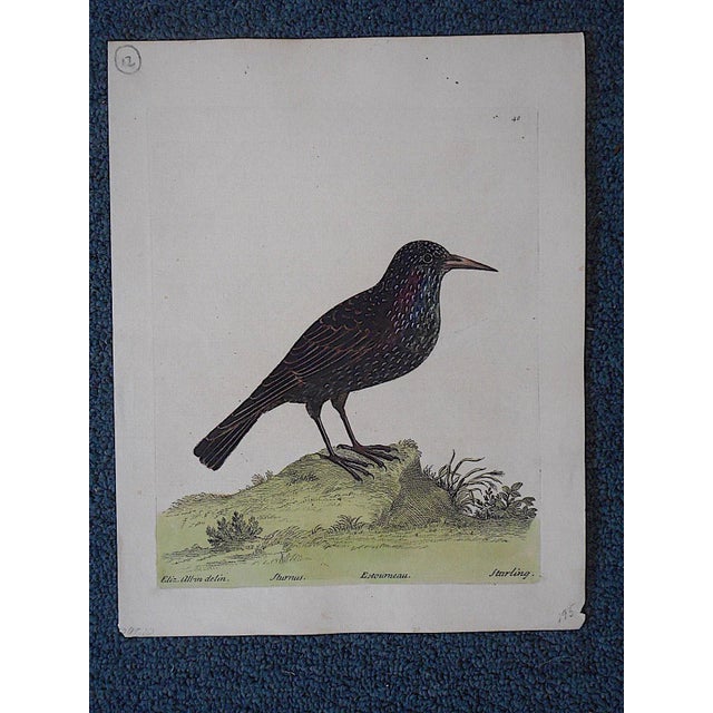 Shabby Chic E. Albin18th Century Bird Engraving For Sale - Image 3 of 3