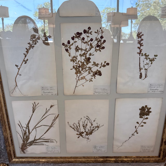 Preserved Floral Custom French Herbier (Botanical Study) For Sale - Image 4 of 8