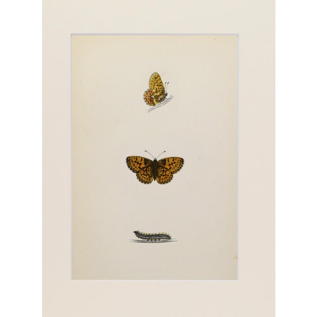 Realism 19th Century Antique Morris Butterfly Print Hand Colored Lithograph 1853 For Sale - Image 3 of 4