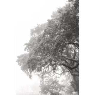 Fine Art Photograph, 8"x12" Print, 'Grand Oak', Black & White Photography, Unreleased Size For Sale