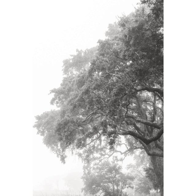 Fine Art Photograph, 8"x12" Print, 'Grand Oak', Black & White Photography, Unreleased Size For Sale