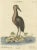 Seligmann, American Bittern, 18th Century, Hand-Colored Engraving For Sale - Image 3 of 7