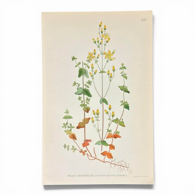 1900 - 1909 Set of 4 Antique Swedish Botanical Prints | Yellow & Green Wildflowers For Sale - Image 5 of 9