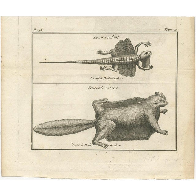 Flying Lizard and Flying Squirrel – Antique Engraving, Poulo Condore, c.1770 This fine 18th-century engraving presents two...