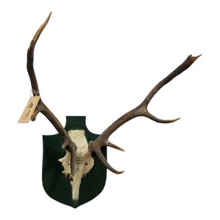 Vintage Deer Trophy Spain Toledao 1983 Uneven Twelve Ends For Sale