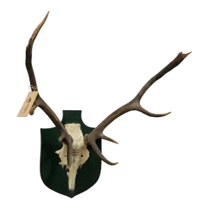 Vintage Deer Trophy Spain Toledao 1983 Uneven Twelve Ends