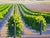 Laurel Sherrie Signed Rancho Sisquoc Flood Family Vineyard Memories of Foxen of Canyon California Oil Painting 2005 Framed Santa Barbara County For Sale - Image 6 of 18
