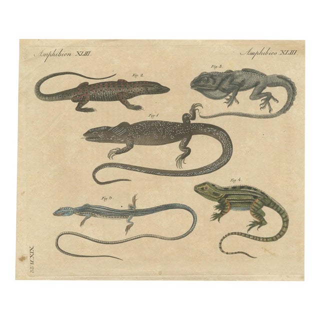 Bertuch, Five Exotic Lizards, 1820, Print For Sale