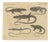 Bertuch, Five Exotic Lizards, 1820, Print For Sale