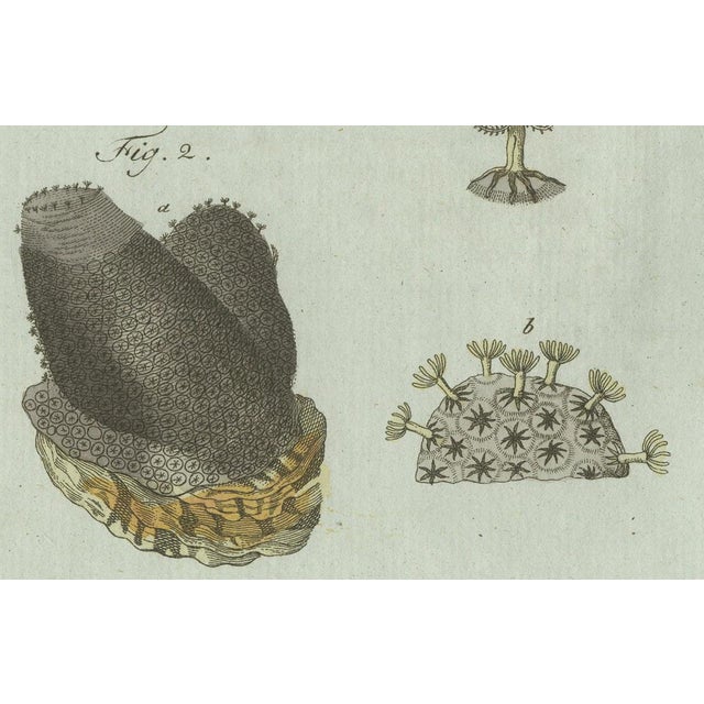 Bertuch, Marine Worms and Polyps, 1805, Engraving For Sale - Image 6 of 9