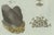 Bertuch, Marine Worms and Polyps, 1805, Engraving For Sale - Image 6 of 9