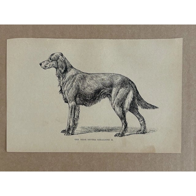 Up for sale is this charming antique dog print from a veterinary guide published in the 1890s and illustrating breed...